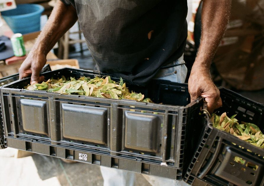 gullah-co-op-rollins-71